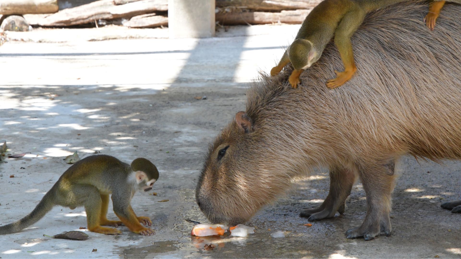 Tour Amazonía Ecuador Urgen Travel